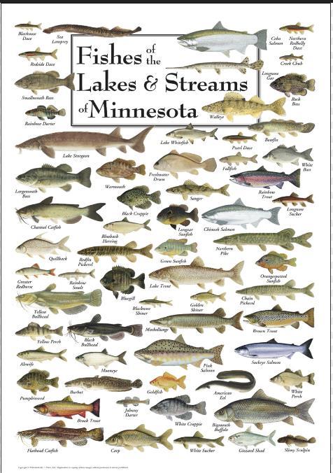 Fishes of Minnesota Poster