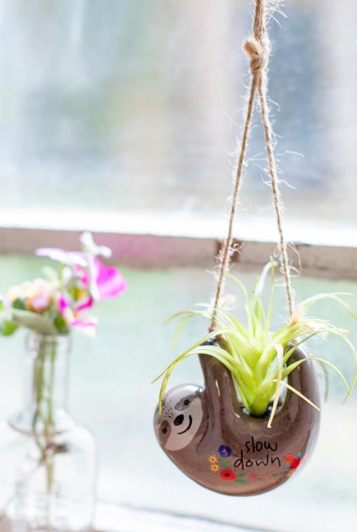 sloth succulent Mini Sloth Hanging Succulent – Hello Beautiful Boutique