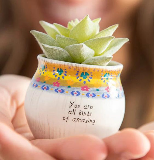 All Kinds Amazing Mini Succulent Vase